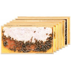 Vykort bimotiv 7-pack